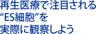 再生医療で注目される “ES細胞”を 実際に観察しよう